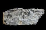 Pennsylvanian Fossil Fern (Neuropteris) Plate - Kentucky #154674-1